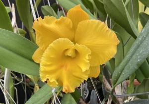 Rhyncholaeliocattleya Thaksina Gold