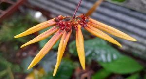 Bulbophyllum Meen Banana Kingdom