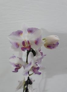 Phalaenopsis Arakaki Summer Angel