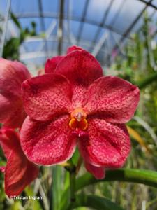 Vanda Albert Roguenant