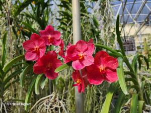 Vanda Albert Roguenant