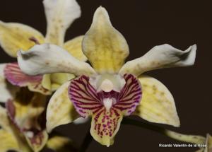 Dendrobium SOOS Celebrates 50