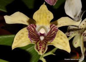<i>Dendrobium</i> SOOS Celebrates 50