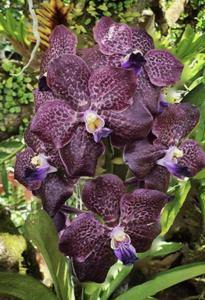 Vanda Raspberry Ruffles