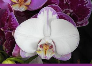 <i>Phalaenopsis</i> Younghome Sky