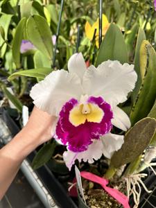 Rhyncholaeliocattleya Mori Akatsuka