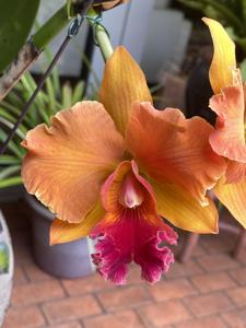 Rhyncholaeliocattleya Takeshi Akatsuka