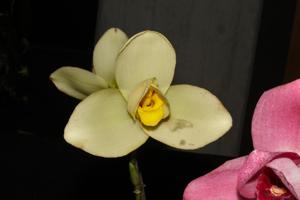 Lycaste Spring Scene