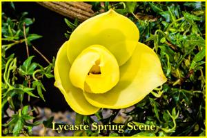 Lycaste Spring Scene