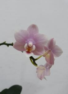 Phalaenopsis Ron-E Glamor