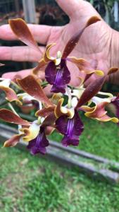 Dendrobium Seletar Chocolat