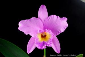<i>Rhyncatlaelia</i> Empress Pride