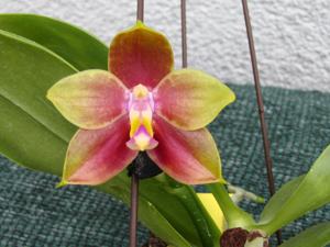 Phalaenopsis Zheng Min Lavender