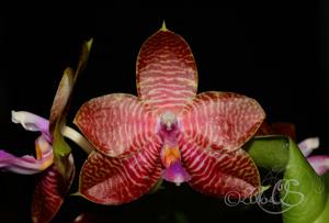 Phalaenopsis Zheng Min Diffuse