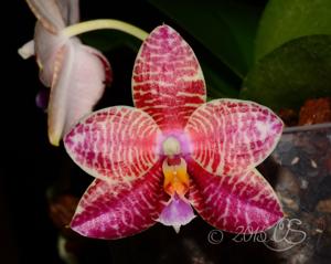 Phalaenopsis Zheng Min Diffuse