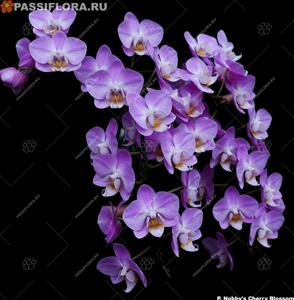 Phalaenopsis Nobby's Cherry Blossom