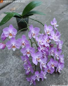 Phalaenopsis Nobby's Cherry Blossom