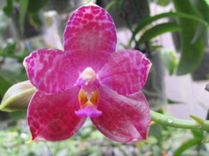 Phalaenopsis Liu's Meidar Castle