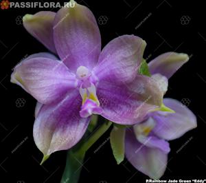 Phalaenopsis Rainbow Jade Green