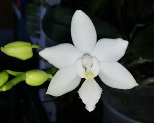 Phalaenopsis Brother Timothy