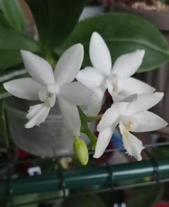 Phalaenopsis Brother Timothy