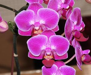 Phalaenopsis Rainbow Sakura Tree