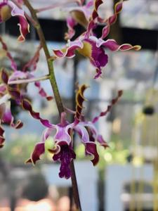 Dendrobium Jamaica Twist