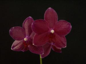 Phalaenopsis Memoria Vivian Orban