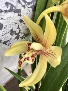 Cymbidium Pakkret Rodeo