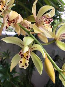 Cymbidium Pakkret Rodeo