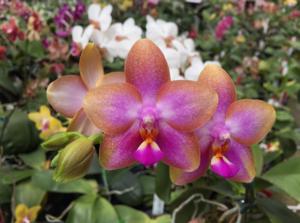 Phalaenopsis AL Redsun Queen