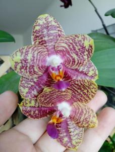 Phalaenopsis AL Sun Hannover