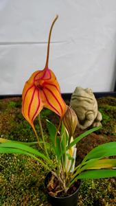 Masdevallia Wild Child