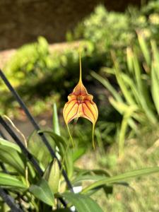 Masdevallia Wild Child