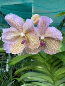 Vanda Crownfox Sugar