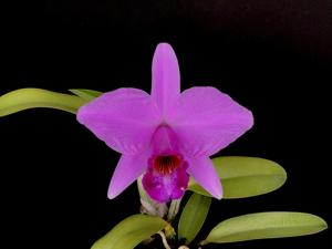 Cattleya Petitfleur