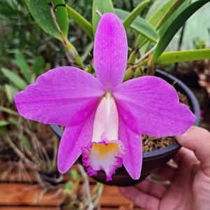 Cattleya Petitfleur