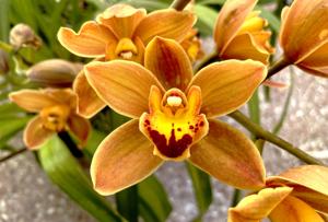 Cymbidium Easter Fire