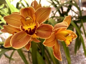 Cymbidium Easter Fire