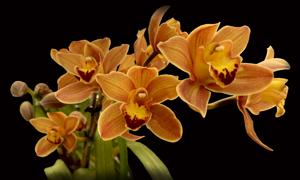 Cymbidium Easter Fire