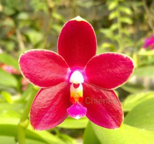 Phalaenopsis Chienlung Dragon Sir