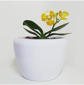 Phalaenopsis Chienlung Cute Lobi