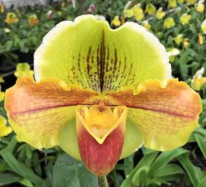 Paphiopedilum Olympic Sunrise
