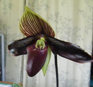 Paphiopedilum Petula's Love