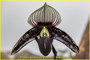 Paphiopedilum Petula's Sensation