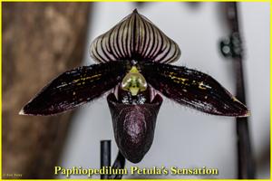 Paphiopedilum Petula's Sensation