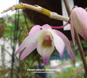 Dendrobium Dayspring