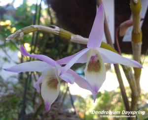 Dendrobium Dayspring