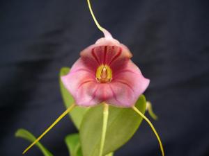 Masdevallia Teipels Himbeersorbet