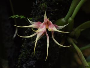 Bulbophyllum Duangduen Sripotar